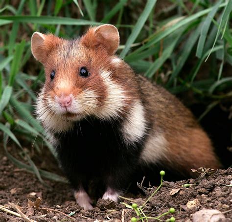 European hamster